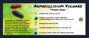 Armadillidium Vulgare Punta Cana Isopod Bin Label